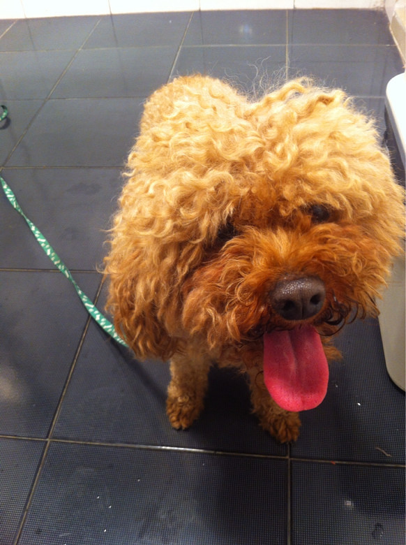 能听懂温岭话的狗狗