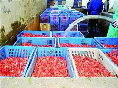 菜场的死小龙虾去哪了?还有脑死亡虾?记者暗