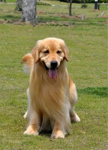 冠军金毛宝宝接受预定了 平民价格 心动不如行动 !