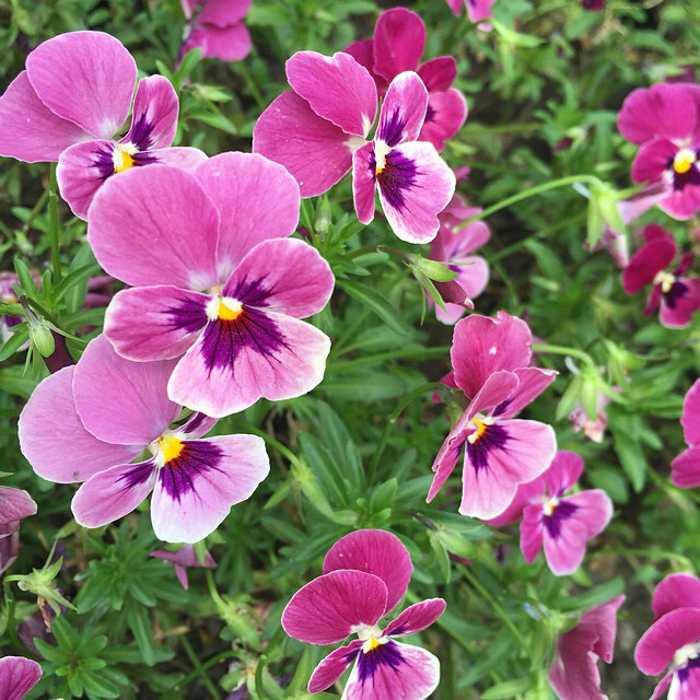 【绿色世界】八卦田花花草草