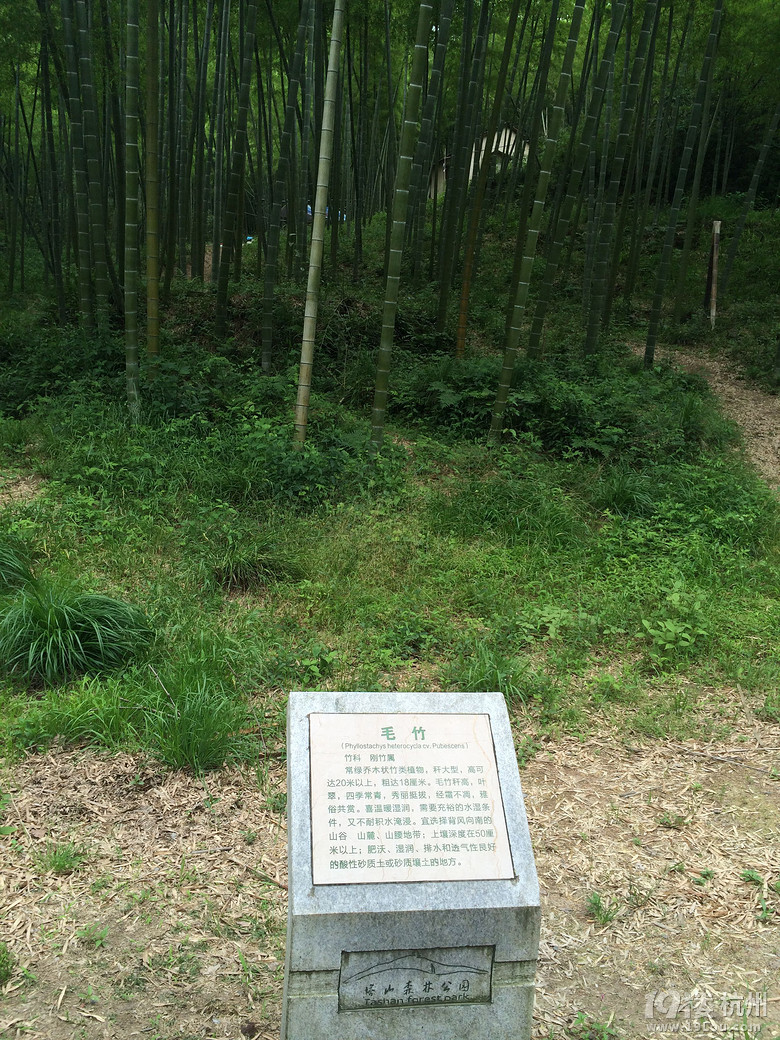 周日游德清塔山森林公园