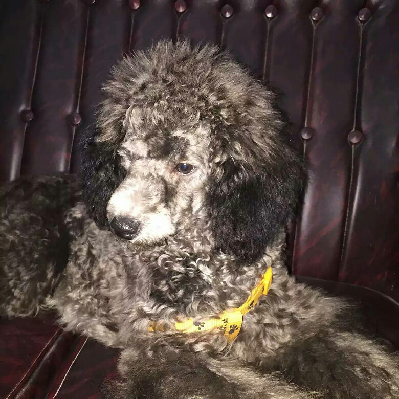 八个月灰贵小偿求领养