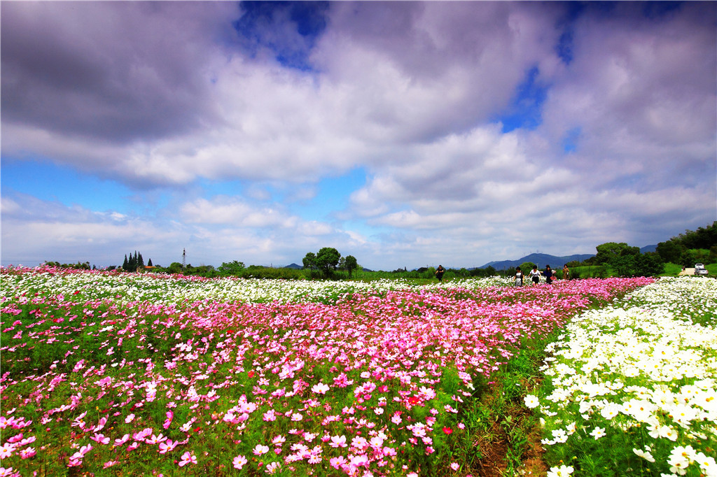 花花世界