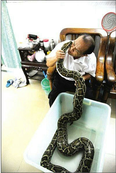 海口六旬翁养120斤蟒蛇当宠物 同住7年待它