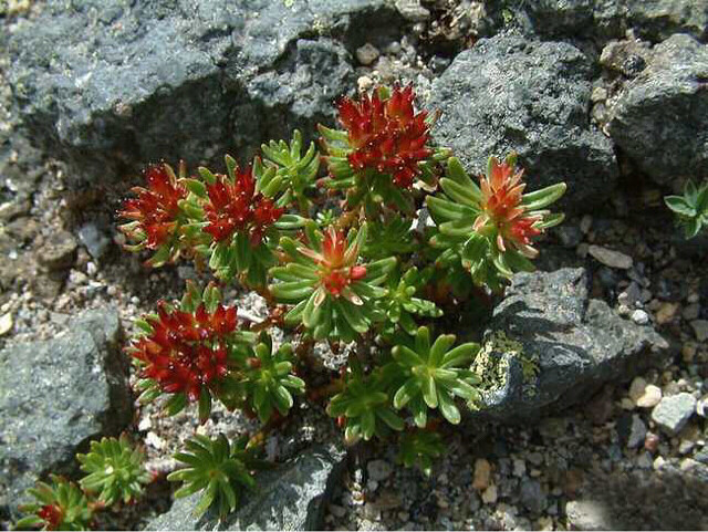 大花红景天---能养一株也很赞的度娘云