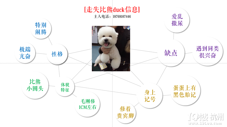 尋拱墅走失比熊duck,真的好著急,希望出現(xiàn)好心人