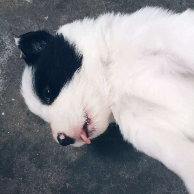 聪明可爱的奶牛小边牧