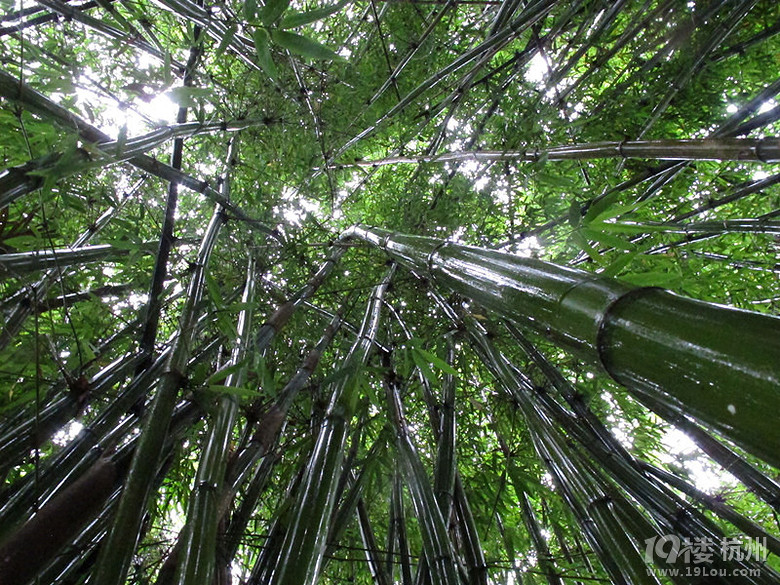 竹林深處找新鮮的竹子