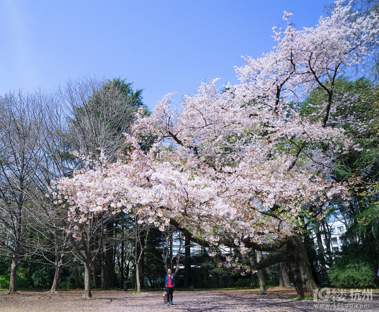 【初夏出行】+帶XML去旅行之日本關(guān)東