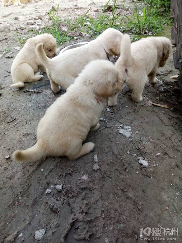 自家养的单血统金毛满月了 驱虫一次 疫苗一