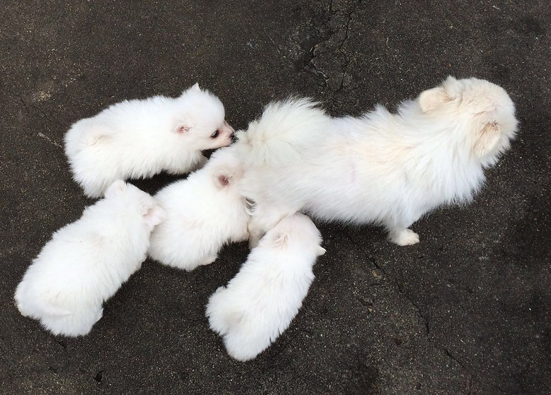 【自家养的】博美幼犬,5月6日出生,公母均有,寻找新主人