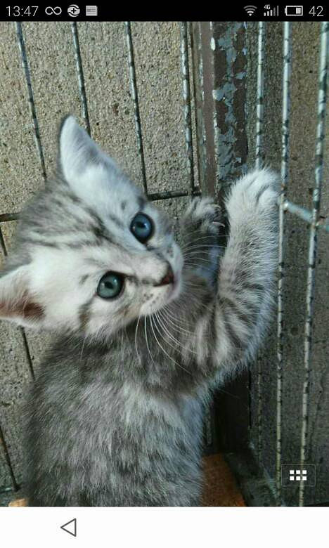 英短鱼骨纹弟弟999