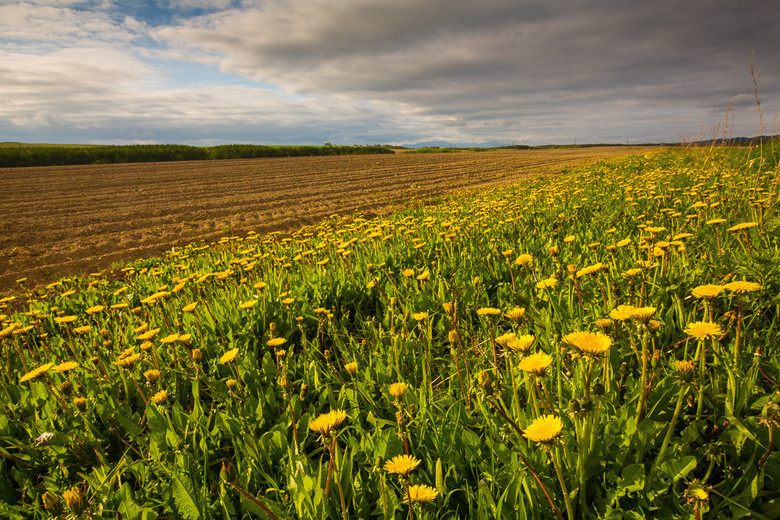 俄罗斯萨哈林初夏的自然风光