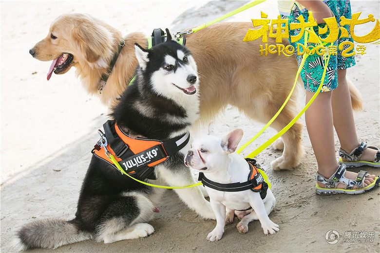 《神犬小七2》曝海报 动物总动员玩转清凉暑假