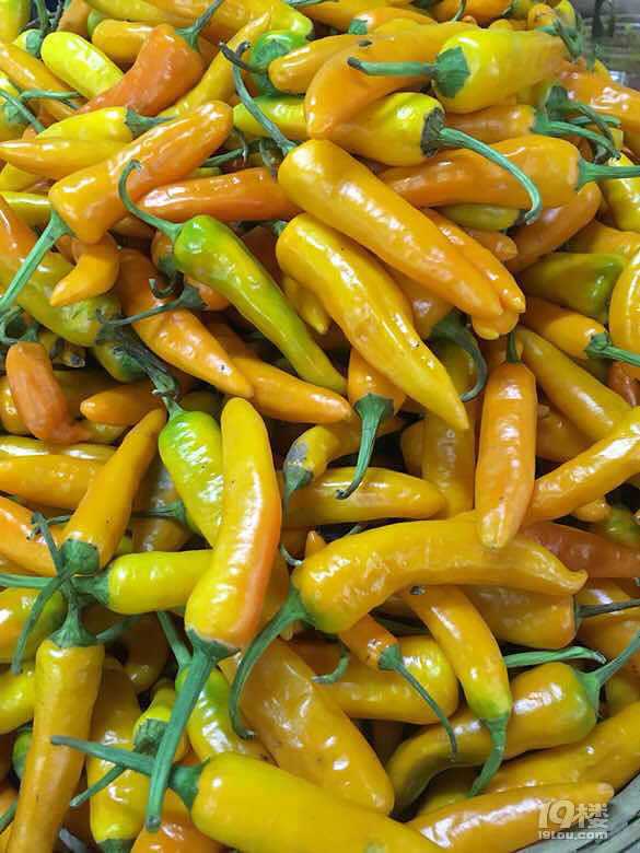 黄椒