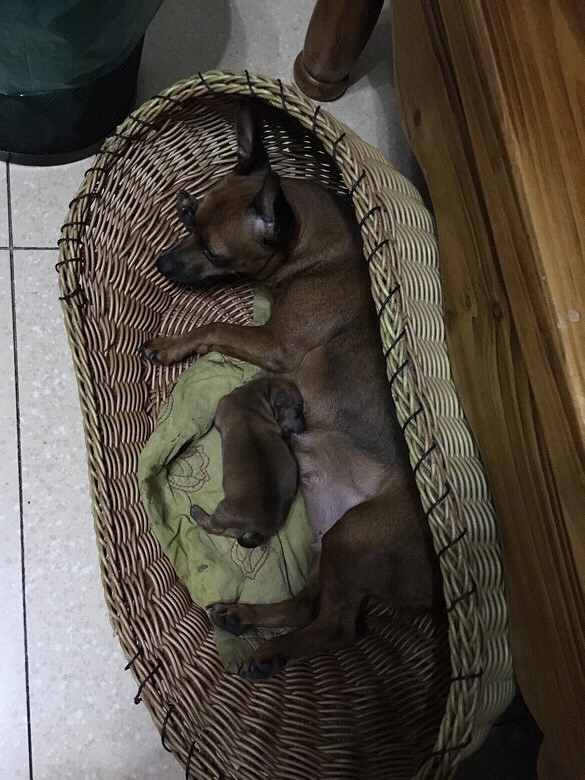 刚出生的小鹿犬宝宝