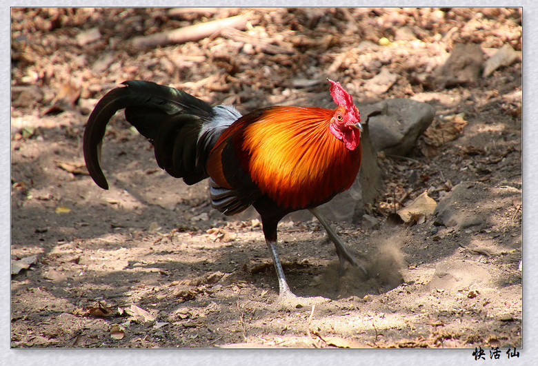 泰国岗卡章热带森林里的原鸡