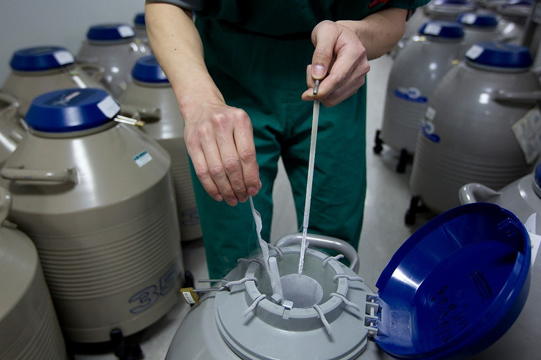 胚胎学家正在复苏胚胎