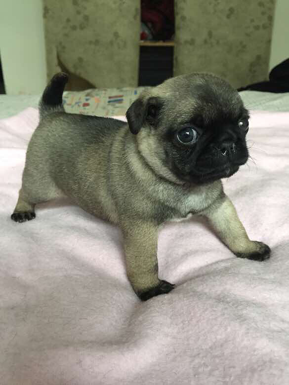 三个多月小巴哥公 三针疫苗全