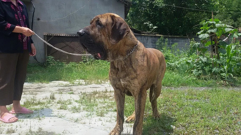 出售精品红虎皮种公巴西菲勒 明码4000