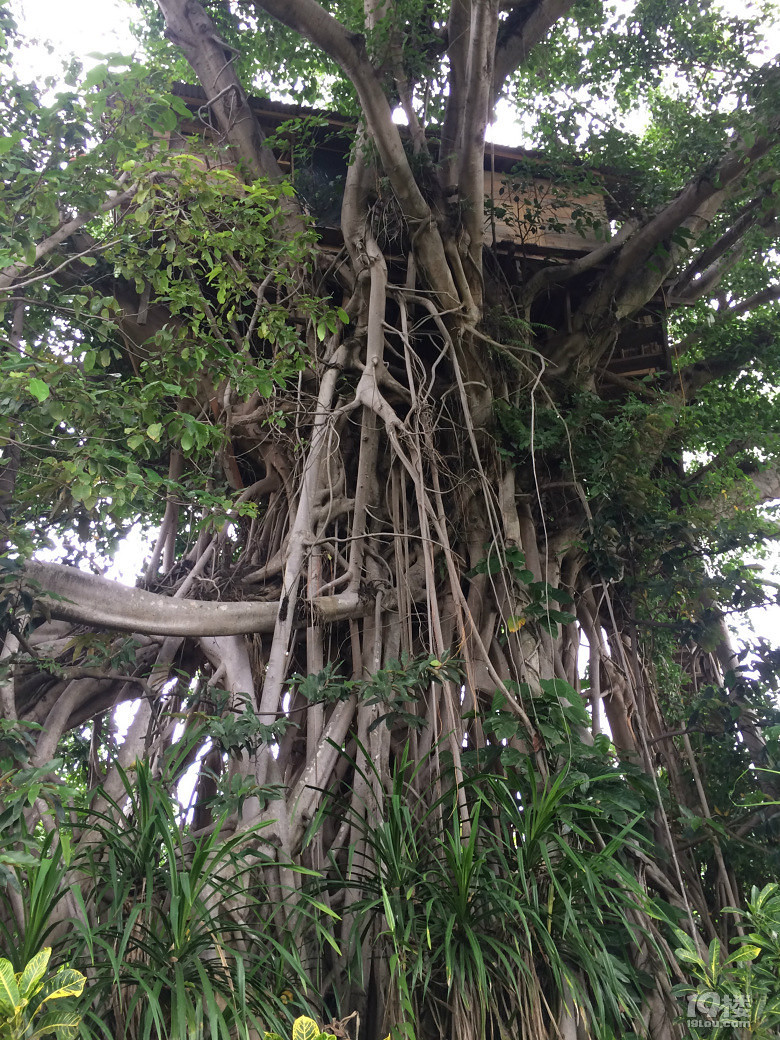 solo tripLost in an island called VANUATU