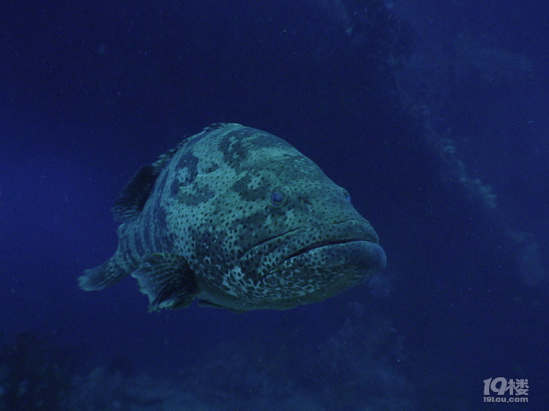 solo tripLost in an island called VANUATU