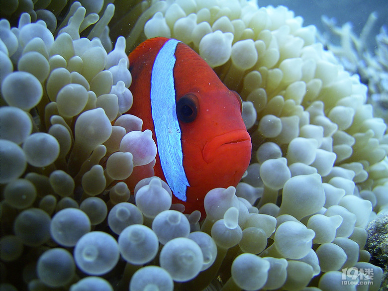 solo tripLost in an island called VANUATU