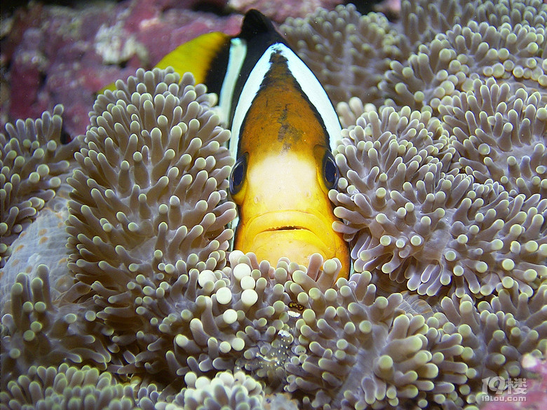 solo tripLost in an island called VANUATU