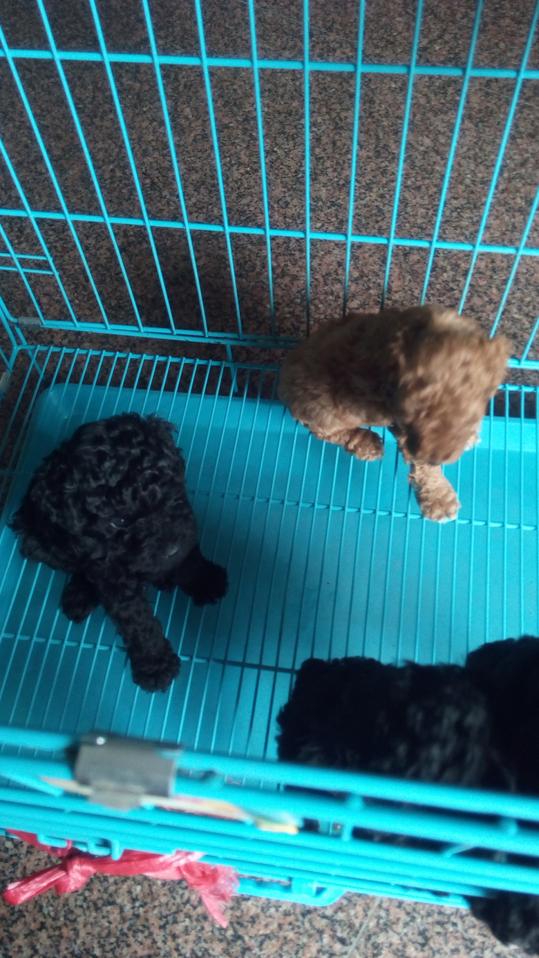 家养泰迪2016年6月4日出生泰迪狗三黑一黄.