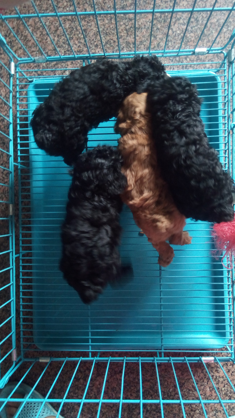 家养泰迪2016年6月4日出生泰迪狗三黑一黄.