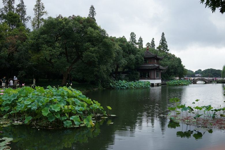 西湖 麴院風荷 荷花-風景照-19攝區-杭州19樓