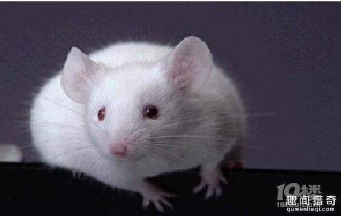 太血腥!变态男一口咬掉老鼠头!-其他-早知道-杭州19楼