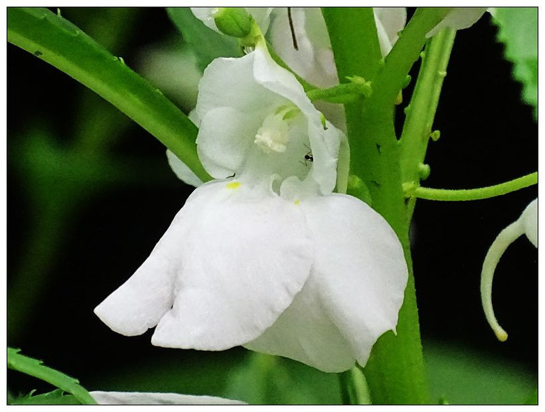 鳳仙花