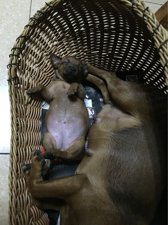 刚出生的小鹿犬宝宝
