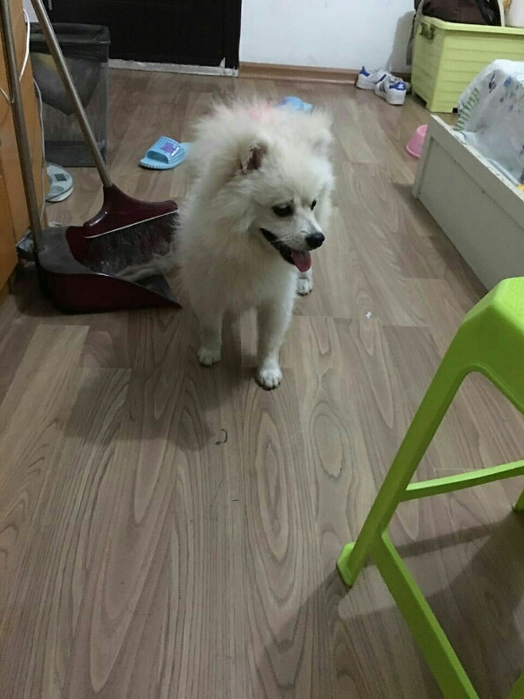 谁家的狗走丢了,地点三坝雅苑,现在G20它