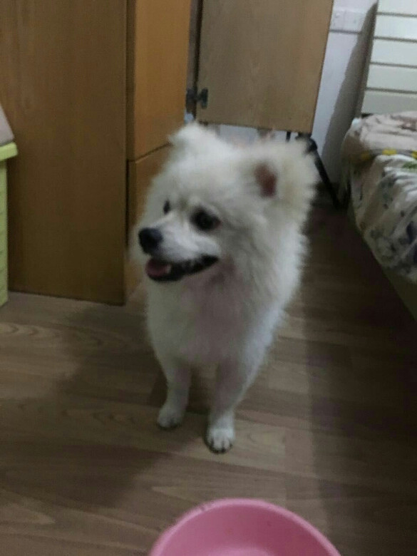 谁家的狗走丢了,地点三坝雅苑,现在G20它