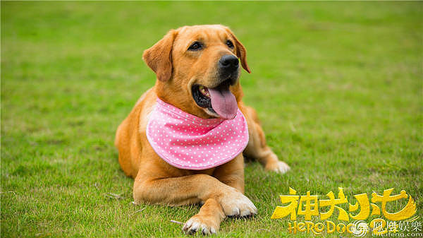 一条狗的迷之吸引 最爱《神犬小七2》的竟然都是95后