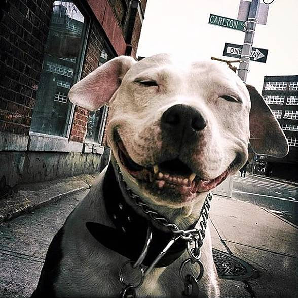 杭州19楼 杭州消息 城事 帖子它为什么会面带微笑?