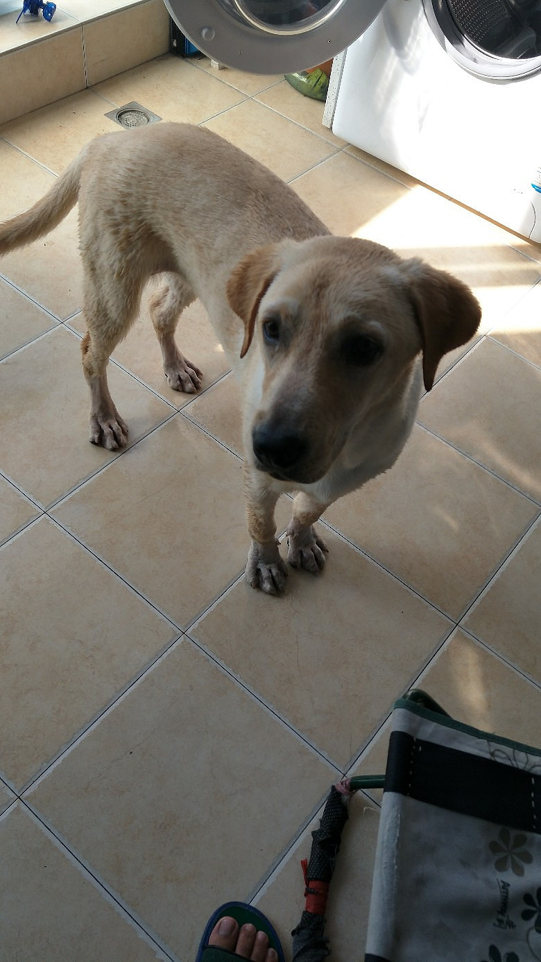 6个月mm拉布拉多换泰迪