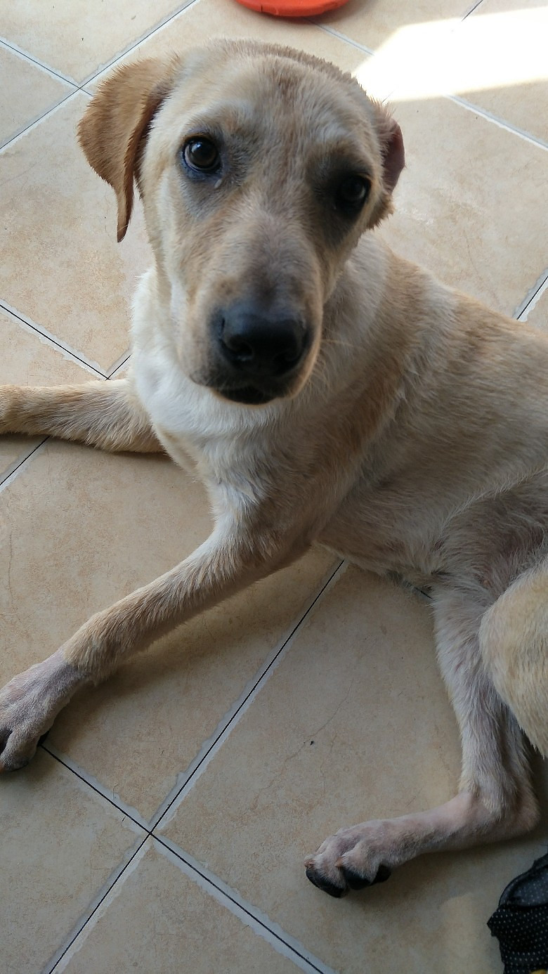 6个月mm拉布拉多换泰迪