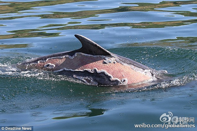 英海豚被严重晒伤 背部大面积脱皮-其他-早知道