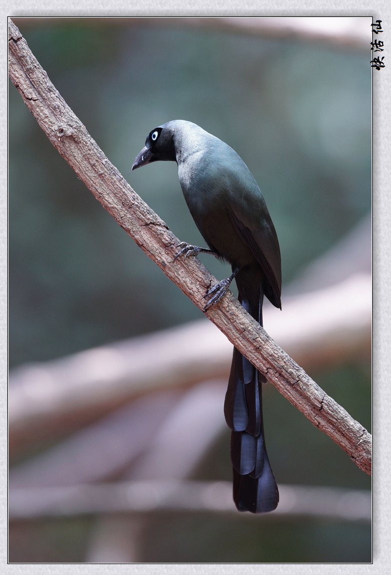 泰国岗卡章热带森林里的盘尾树鹊