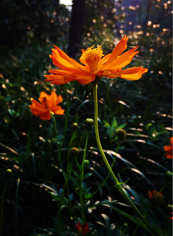 晨光透过葱郁的树木隐约可见,蛐蛐儿声此起