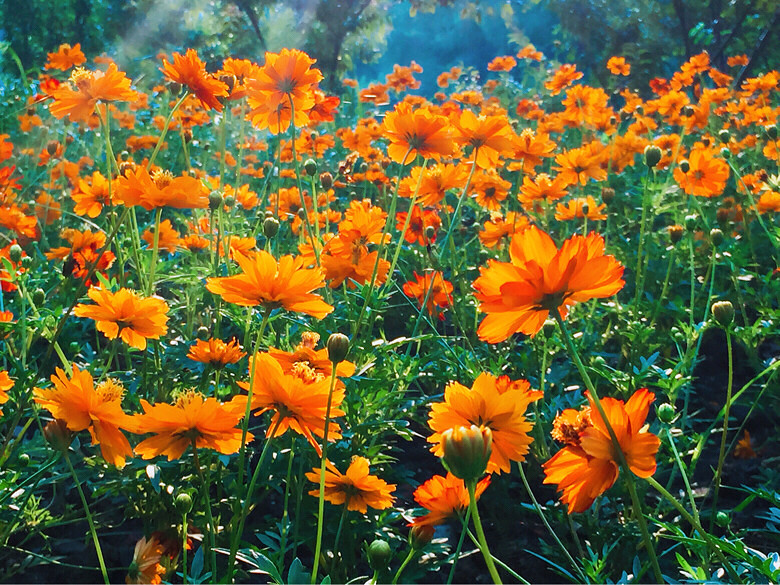 晨光透过葱郁的树木隐约可见,蛐蛐儿声此起