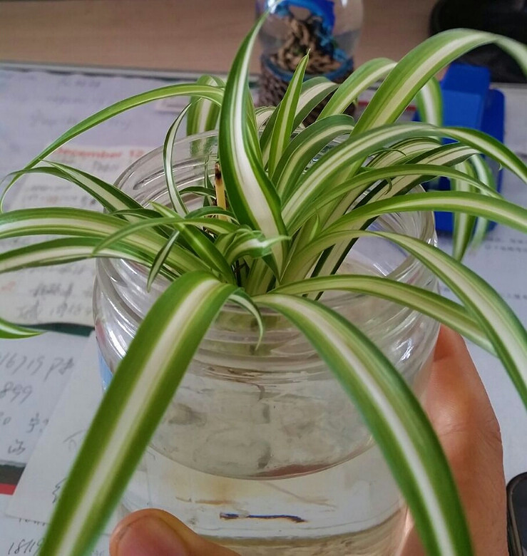 水培吊兰,现在长的很好看了!如同自己的孩