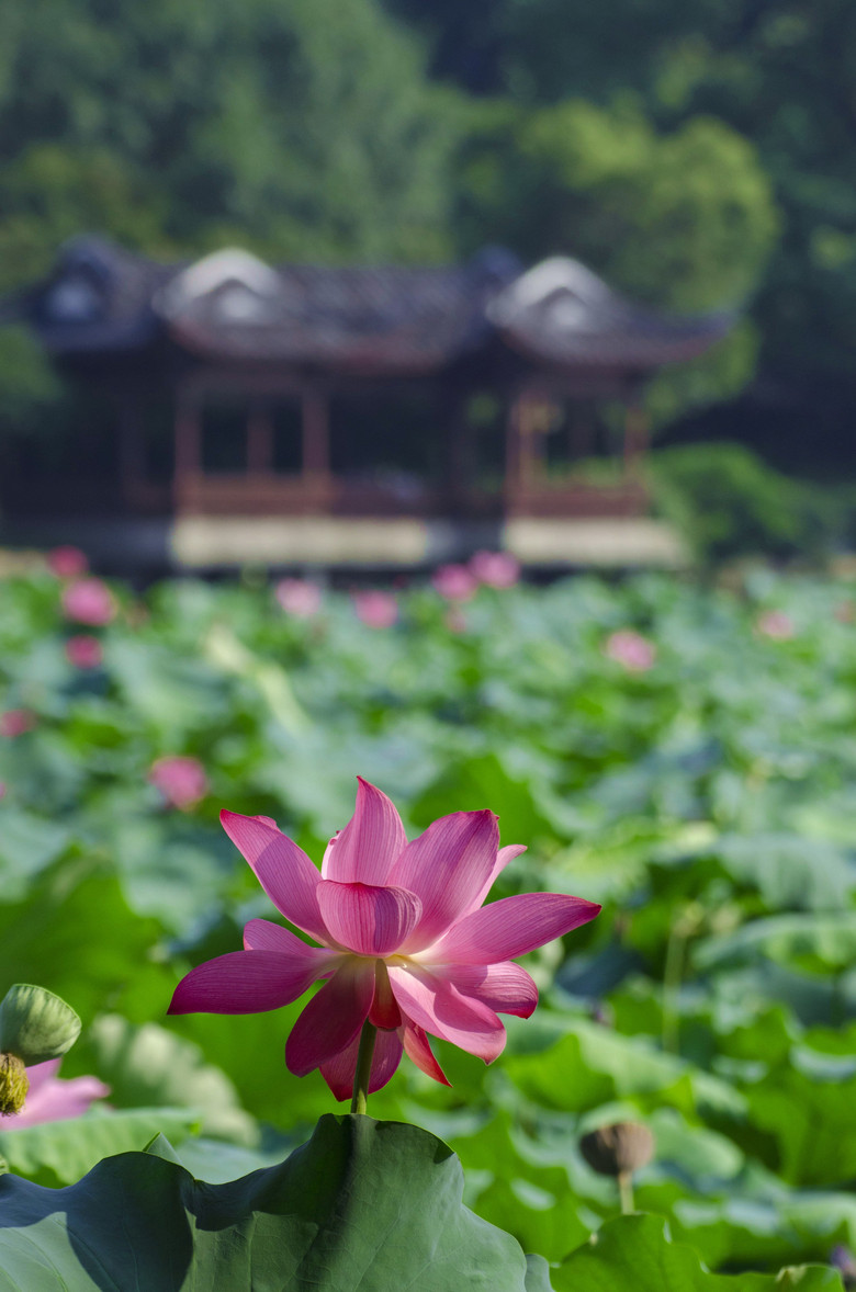西湖荷花盛开季