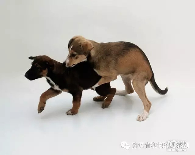 【dogtalk-12-】浅谈狗狗的骑跨行为