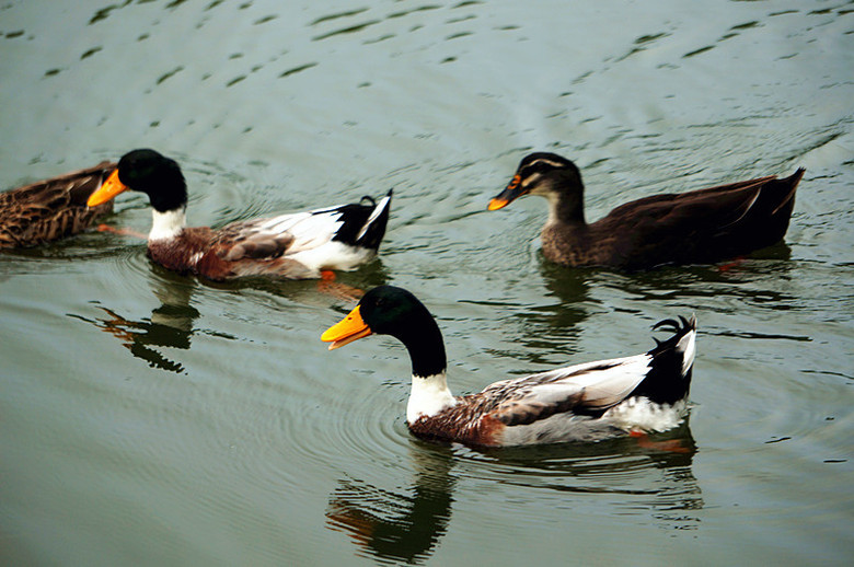 鸭子在水里自由自在地游来游去.