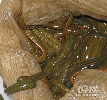 水蛭与水蛭素(一)