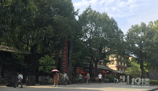 寻根开化：发现久违的树根之魂